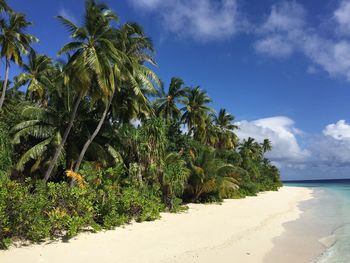 Palm trees on beach against sky