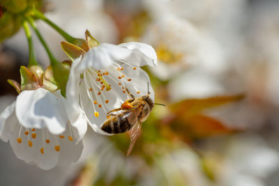 Close-up of bee on white flower