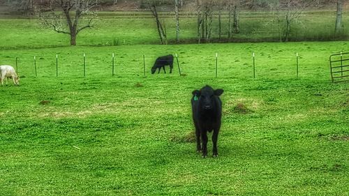 Horse grazing in a field