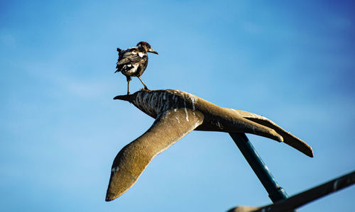 Low angle view of a bird