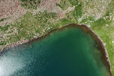 High angle view of plant on sea shore