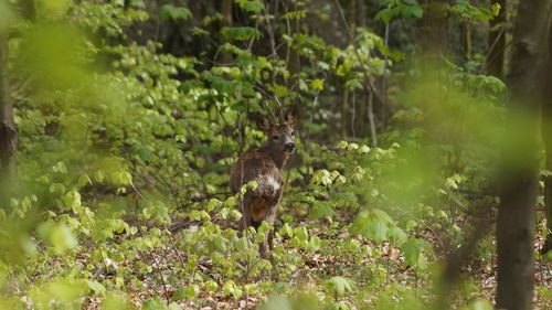 Close-up of squirrel