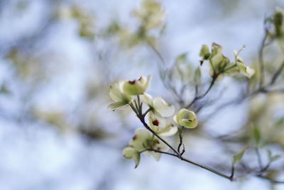 Close-up of white flowering plant