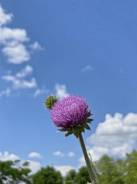 Low angle view of pink flowering plant against sky