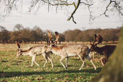 Herd of deer grazing on field at richmond park