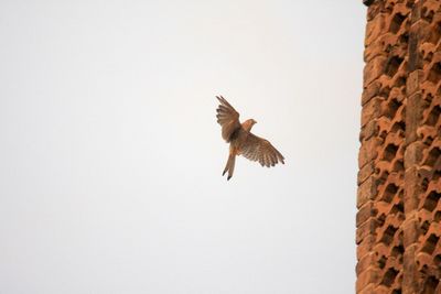 Low angle view of eagle flying against clear sky