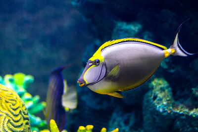 Close-up of fish swimming in sea