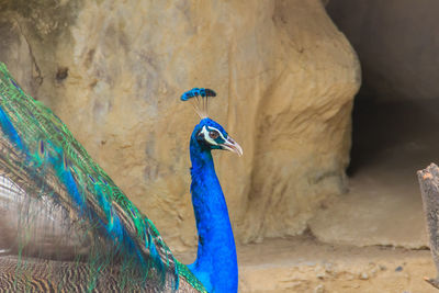 Close-up of peacock