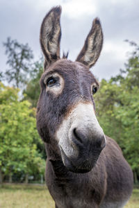 Close-up portrait of a horse on field