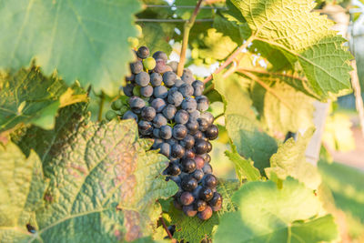 Close-up of grapes growing in vineyard