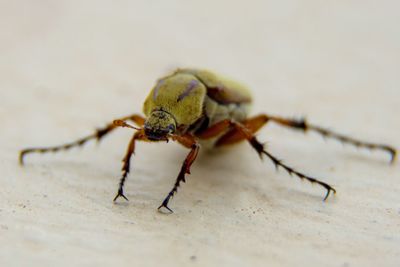 Close-up of spider