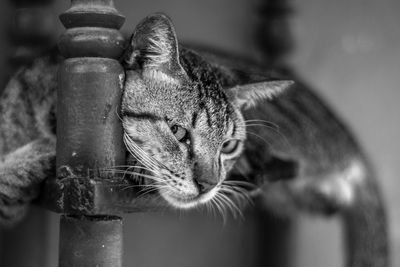 Close-up portrait of cat