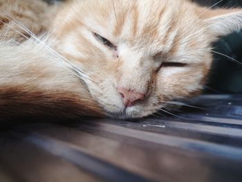 Close-up of cat sleeping