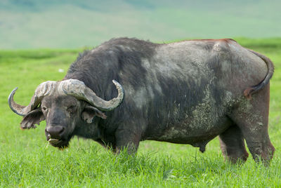 Cape buffalo - syncerus caffer in ngorongoro crater