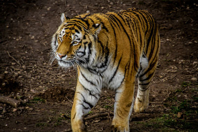 Close-up of tiger