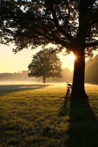 Sunlight streaming through trees on field during sunset