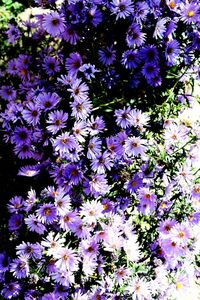 Full frame shot of purple flowers