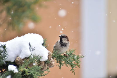 Bird perching on cypress tree in snow