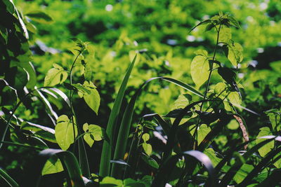 Close-up of fresh green plants