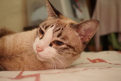 Close-up of a cat looking away