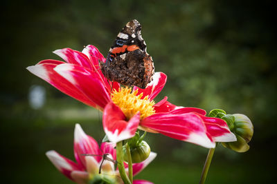 Close-up of butterfly pollinating on pink flower