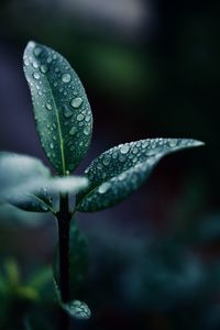 Plant with dew drops