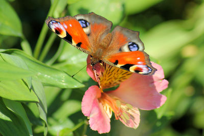 Close-up of butterfly pollinating on flower