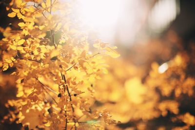 Close-up of yellow flowering plant against sky