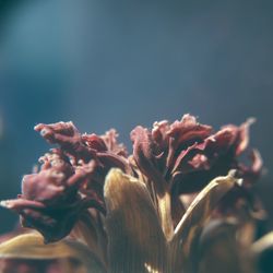 Close-up of flowering plant