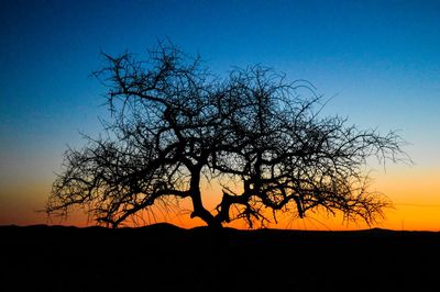 Silhouette of bare trees against sunset