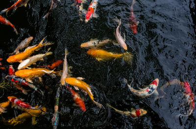 High angle view of koi carps swimming in pond