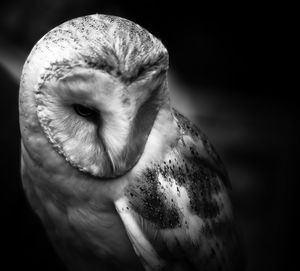 Close-up of an animal