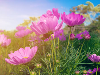 Close-up of pink flowering plants on field