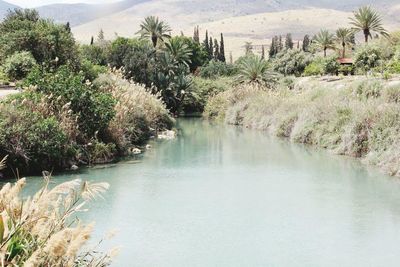 Scenic view of palm trees along landscape