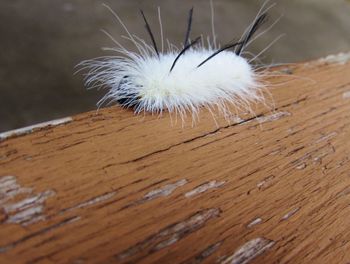 Close-up of dandelion on wood