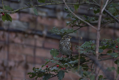 Close-up of bird perching on tree