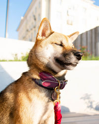 Close-up of a dog looking away