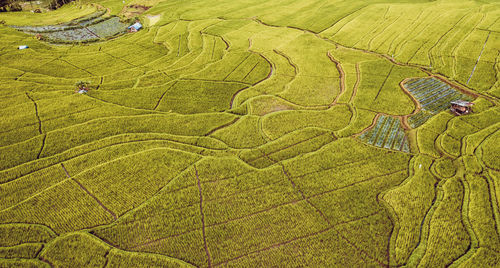 High angle view of agricultural field