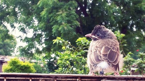 Bird statue by trees