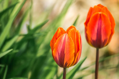 Close-up of red tulip