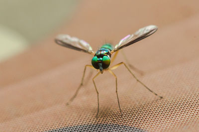 Close-up of fly