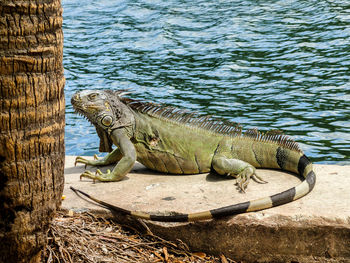 Lizard at the boardwalk // florida, usa