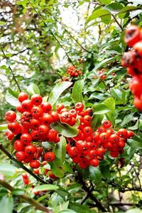 Close-up of red berries growing on tree