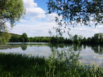 Reflection of trees in lake