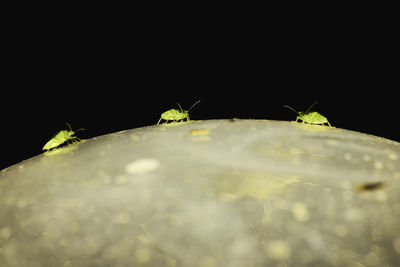 Close-up of leaf on glass against black background