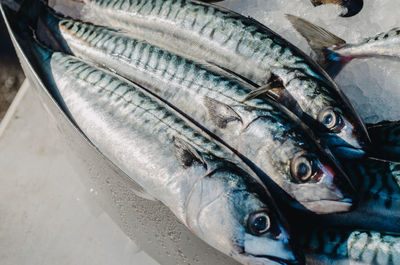 Close-up of fish for sale in market