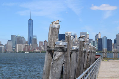 Seagulls perching on wooden post by pier at hudson river against city