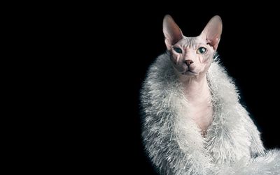 Portrait of cat wearing tinsel against black background