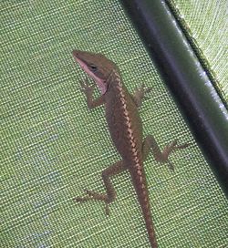 Close-up of lizard