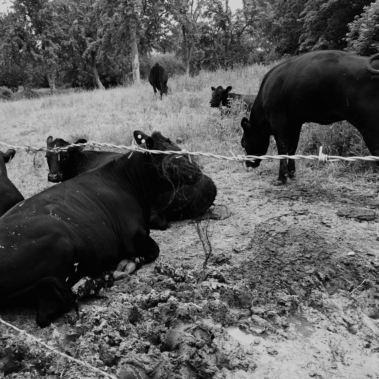 animal themes, livestock, horse, mammal, domestic animals, field, tree, two animals, medium group of animals, elephant, animals in the wild, grass, herbivorous, cow, wildlife, day, nature, three animals, four animals